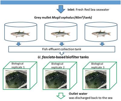 Temporal force governs the microbial assembly associated with Ulva fasciata (Chlorophyta) from an integrated multi-trophic aquaculture system